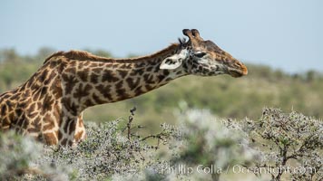 Maasai Giraffe, Olare Orok Conservancy, Giraffa camelopardalis tippelskirchi