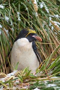 Macaroni penguin, amid tall tussock grass, Cooper Bay, South Georgia Island, Eudyptes chrysolophus