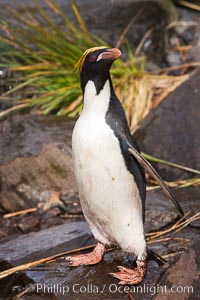 Macaroni penguin, on the rocky shoreline of Hercules Bay, South Georgia Island.  One of the crested penguin species, the macaroni penguin bears a distinctive yellow crest on its head.  They grow to be about 12 lb and 28" high.  Macaroni penguins eat primarily krill and other crustaceans, small fishes and cephalopods, Eudyptes chrysolophus