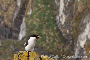 Macaroni penguin, on the rocky shoreline of Hercules Bay, South Georgia Island.  One of the crested penguin species, the macaroni penguin bears a distinctive yellow crest on its head.  They grow to be about 12 lb and 28" high.  Macaroni penguins eat primarily krill and other crustaceans, small fishes and cephalopods, Eudyptes chrysolophus