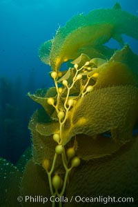 Kelp fronds and pneumatocysts. Pneumatocysts, gas-filled bladders, float the kelp plant off the ocean bottom toward the surface and sunlight, where the leaf-like blades and stipes of the kelp plant grow fastest. Giant kelp can grow up to 2' in a single day given optimal conditions. Epic submarine forests of kelp grow throughout California's Southern Channel Islands, San Clemente Island