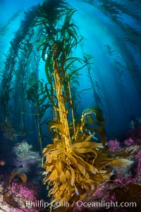 Kelp holdfast attaches the plant to the rocky reef on the oceans bottom. Kelp blades are visible above the holdfast, swaying in the current, Catalina Island