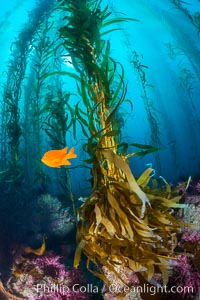 Kelp holdfast attaches the plant to the rocky reef on the oceans bottom. Kelp blades are visible above the holdfast, swaying in the current, Catalina Island