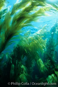Kelp forest, Macrocystis pyrifera, San Clemente Island