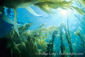 A kelp forest, with sunbeams passing through kelp fronds.  Giant kelp, the fastest growing plant on Earth, reaches from the rocky bottom to the ocean's surface like a submarine forest, Macrocystis pyrifera, San Clemente Island
