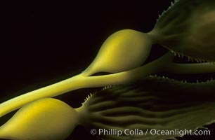 Kelp detail showing pneumatocysts (air bladders), Macrocystis pyrifera, San Clemente Island