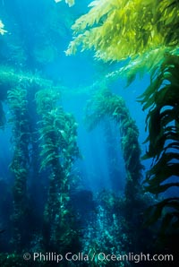 Kelp bed. Giant macrocystis kelp is anchored on the ocean floor and grows to reach the ocean surface, Macrocystis pyrifera, San Clemente Island