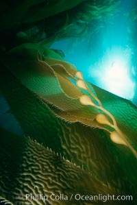 Kelp detail showing pneumatocysts (air bladders), Macrocystis pyrifera, San Clemente Island