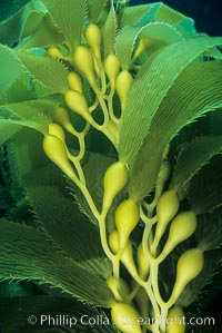 Kelp frond showing pneumatocysts (air bladders), Macrocystis pyrifera, San Clemente Island