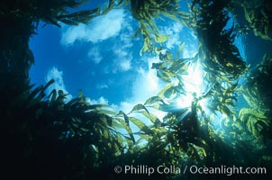 Blue sky and clouds viewed from underwater within a kelp forest, looking straight up through an opening in the kelp, Macrocystis pyrifera, San Clemente Island