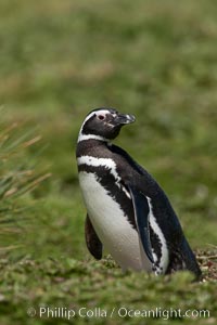 Magellanic penguin, at its burrow in short grass, in the interior of Carcass Island, Spheniscus magellanicus