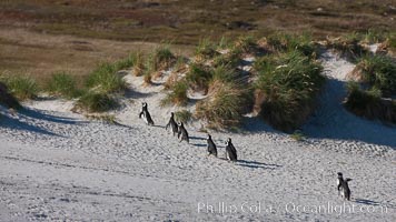 Magellanic penguins walk across sandy beach, heading over tussock grass to the interior of Carcass Island to their underground burrows, Spheniscus magellanicus