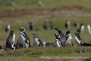 Magellanic penguins, at their burrow in short grass, in the interior of Carcass Island, Spheniscus magellanicus