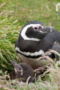 Magellanic penguin, adult and chick, in grasslands at the opening of their underground burrow.  Magellanic penguins can grow to 30" tall, 14 lbs and live over 25 years.  They feed in the water, preying on cuttlefish, sardines, squid, krill, and other crustaceans, Spheniscus magellanicus, New Island