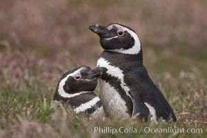 Magellanic penguins, in grasslands at the opening of their underground burrow.  Magellanic penguins can grow to 30" tall, 14 lbs and live over 25 years.  They feed in the water, preying on cuttlefish, sardines, squid, krill, and other crustaceans, Spheniscus magellanicus, New Island