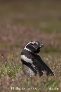 Magellanic penguin, in grasslands at the opening of their underground burrow.  Magellanic penguins can grow to 30" tall, 14 lbs and live over 25 years.  They feed in the water, preying on cuttlefish, sardines, squid, krill, and other crustaceans, Spheniscus magellanicus, New Island