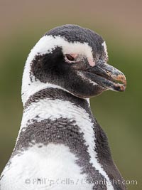 Magellanic penguin, Spheniscus magellanicus, Patagonia, Spheniscus magellanicus, Puerto Piramides, Chubut, Argentina