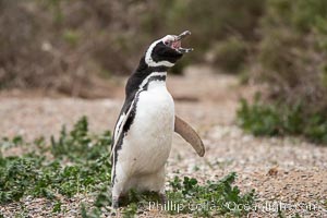 Magellanic penguin, Spheniscus magellanicus, Patagonia, Spheniscus magellanicus, Puerto Piramides, Chubut, Argentina