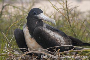 Magnificent frigatebird, adult female on nest, Fregata magnificens, North Seymour Island