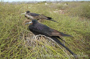 Magnificent frigatebird, adult male (foreground) and adult female (background), purple iridescense on scapular feathers of male identifies species, Fregata magnificens, North Seymour Island