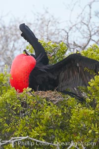 Magnificent frigatebird, adult male on nest, with raised wings and throat pouch inflated in a courtship display to attract females, Fregata magnificens, North Seymour Island