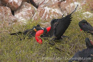 Magnificent frigatebird, bachelor adult males with raised wings and throat pouch inflated in a courtship display to attract females, Fregata magnificens, North Seymour Island