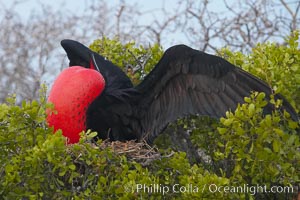 Magnificent frigatebird, adult male on nest, with raised wings and throat pouch inflated in a courtship display to attract females, Fregata magnificens, North Seymour Island