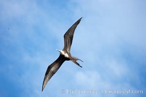 Magnificent frigatebird, juvenile in flight, Fregata magnificens, Wolf Island