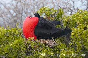 Magnificent frigatebird, adult male on nest, with throat pouch inflated, a courtship display to attract females, Fregata magnificens, North Seymour Island