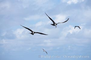 Magnificent frigatebirds in flight, one carries fish in beak, Fregata magnificens, Darwin Island