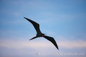 Magnificent frigatebird, adult male in flight, sunset, Fregata magnificens, Darwin Island