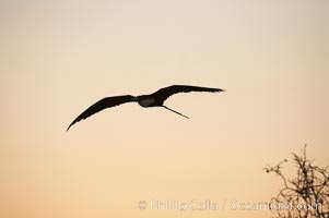 Magnificent frigatebirds in flight. Isla Lobos (near San Cristobal Island), Fregata magnificens