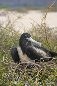 Magnificent frigatebird, adult female on nest, Fregata magnificens, North Seymour Island