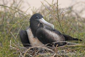 Magnificent frigatebird, adult female on nest, Fregata magnificens, North Seymour Island