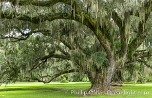 Southern Live Oaks form a shady canopy, Magnolia Plantation, Charleston, South Carolina, Quercus virginiana