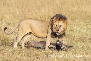 Male Lion with Fresh Kill in Tall Grass, Masai Mara, Kenya, Panthera leo, Maasai Mara National Reserve