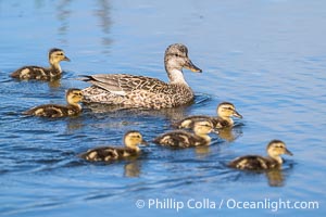 Mallard mother and ducklings, San Elijo Lagoon, Encinitas