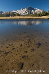 Mammoth Peak (12,117') reflected in small tarn pond at sunrise, viewed from meadows near Tioga Pass, Yosemite National Park, California