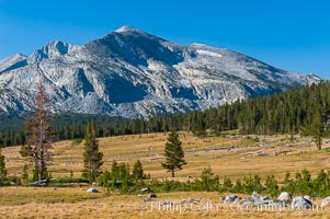 Mammoth Peak and alpine meadows in the High Sierra, viewed from the Tioga Pass road just west of the entrance to Yosemite National Park. Late summer