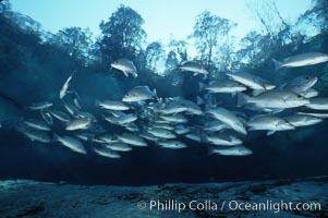 Mangrove snapper, Lutjanus griseus, Three Sisters Springs, Crystal River, Florida