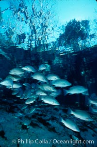 Mangrove snapper, Lutjanus griseus, Three Sisters Springs, Crystal River, Florida