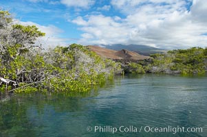 Mangrove shoreline.  Mangroves have vertical branches, pheumatophores, that serve to filter out salt and provide fresh water to the leaves of the plant.  Many juvenile fishes and young marine animals reside in the root systems of the mangroves.  Punta Albemarle, Isabella Island