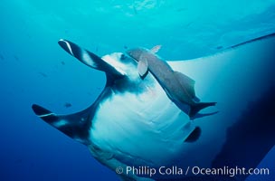 Manta ray and remora, Manta birostris, Remora, San Benedicto Island (Islas Revillagigedos)