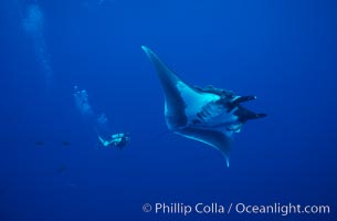 Manta ray and scuba diver, Manta birostris, San Benedicto Island (Islas Revillagigedos)