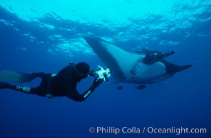 Manta ray and freediving videographer, Manta birostris, San Benedicto Island (Islas Revillagigedos)