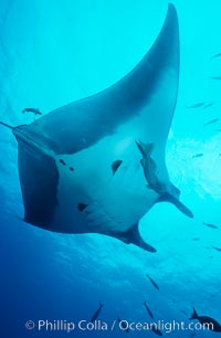 Manta ray, Manta birostris, San Benedicto Island (Islas Revillagigedos)