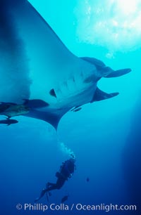 Manta ray, Manta birostris, San Benedicto Island (Islas Revillagigedos)