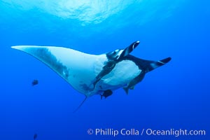 Giant Manta Ray at San Benedicto Island, Revillagigedos, Mexico, Manta birostris, San Benedicto Island (Islas Revillagigedos)