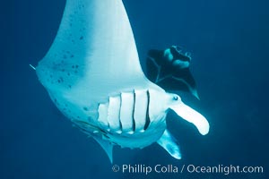 Manta Rays Feeding on Plankton, Fiji, Manta birostris, Gau Island, Lomaiviti Archipelago