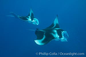 Manta Rays Feeding on Plankton, Fiji, Manta birostris, Gau Island, Lomaiviti Archipelago